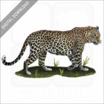 Indian Leopard stock image