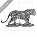 Indian Leopard