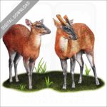 Indian Muntjac Deer stock image