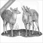 Indian Muntjac Deer