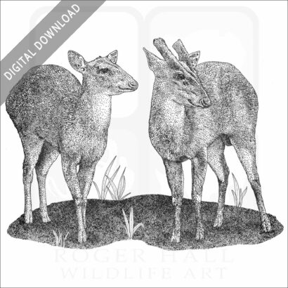 Indian Muntjac Deer