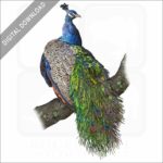 Indian Peacock stock image