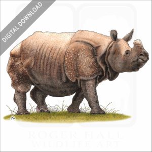 Indian Rhinoceros stock image