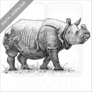 Indian Rhinoceros