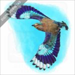 Indian Roller stock image