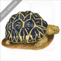 Indian Star Tortoise stock image