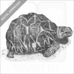 Indian Star Tortoise