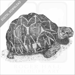 Indian Star Tortoise