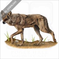 Indian Wolf stock image