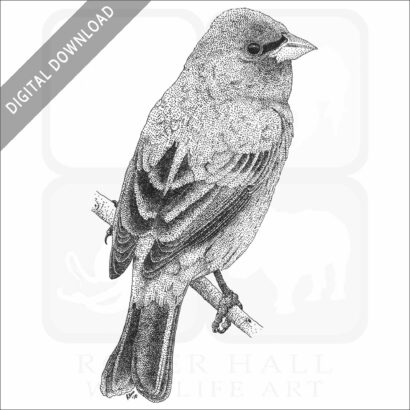 Indigo Bunting