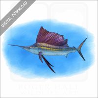 Indo-Pacific Sailfish stock image