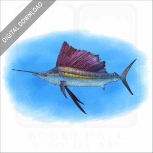 Indo-Pacific Sailfish stock image