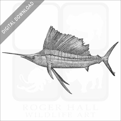 Indo-Pacific Sailfish