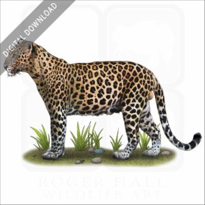 Indochinese Leopard stock image