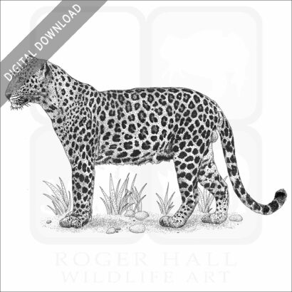 Indochinese Leopard