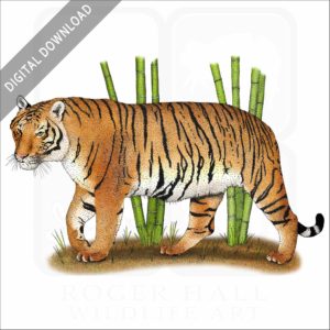 Indochinese Tiger stock image