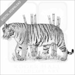 Indochinese Tiger