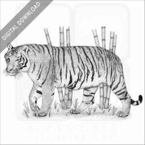 Indochinese Tiger
