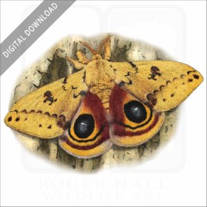 Io Moth stock image
