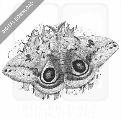 Io Moth