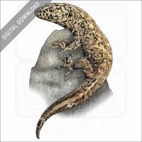 Island Night Lizard stock image
