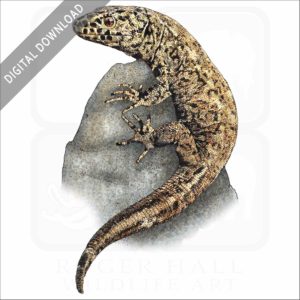 Island Night Lizard stock image