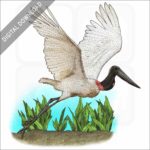 Jabiru Stork stock image