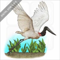 Jabiru Stork stock image