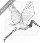 Jabiru Stork