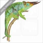 Jackson's Chameleon stock image