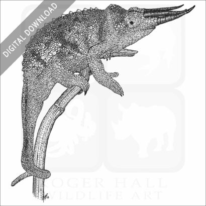 Jackson's Chameleon