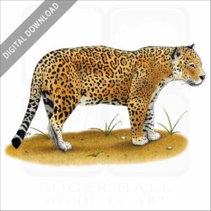 Jaguar stock image