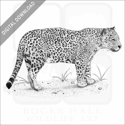Jaguar