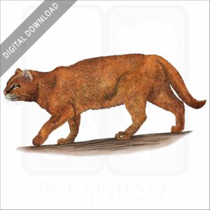 Jaguarundi stock image