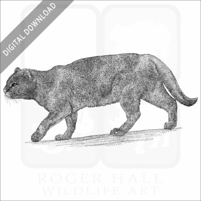 Jaguarundi