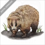 Japanese Badger stock image
