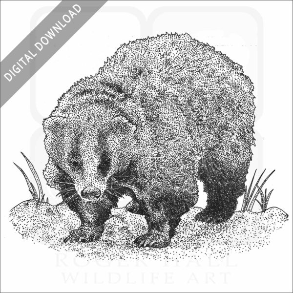Japanese Badger