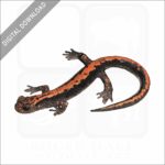 Japanese Clawed Salamander stock image