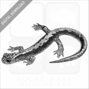 Japanese Clawed Salamander