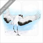 Japanese Crane stock image