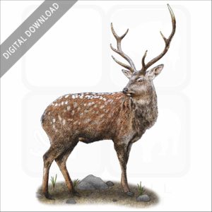 Sika Deer stock image