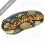 Japanese Giant Salamander stock image