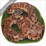 Japanese Mamushi stock image