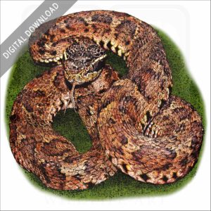 Japanese Mamushi stock image