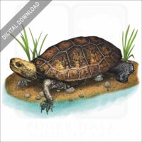 Japanese Pond Turtle illustration