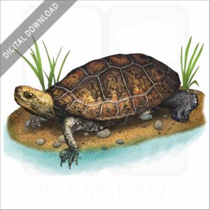 Japanese Pond Turtle illustration