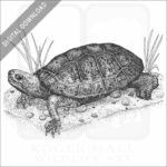 Japanese Pond Turtle
