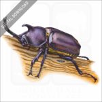 Japanese Rhinoceros Beetle stock image