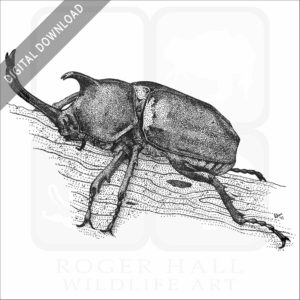 Japanese Rhinoceros Beetle