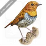 Japanese Robin stock image